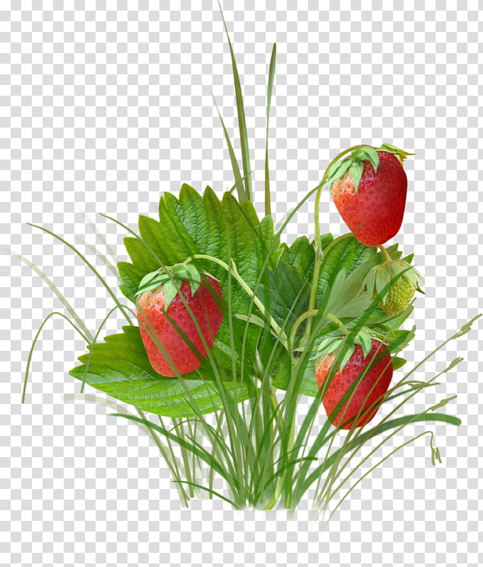 Flowers, Strawberry, Berries, Fruit, Musk Strawberry, Grape, Strawberries, Plant transparent background PNG clipart