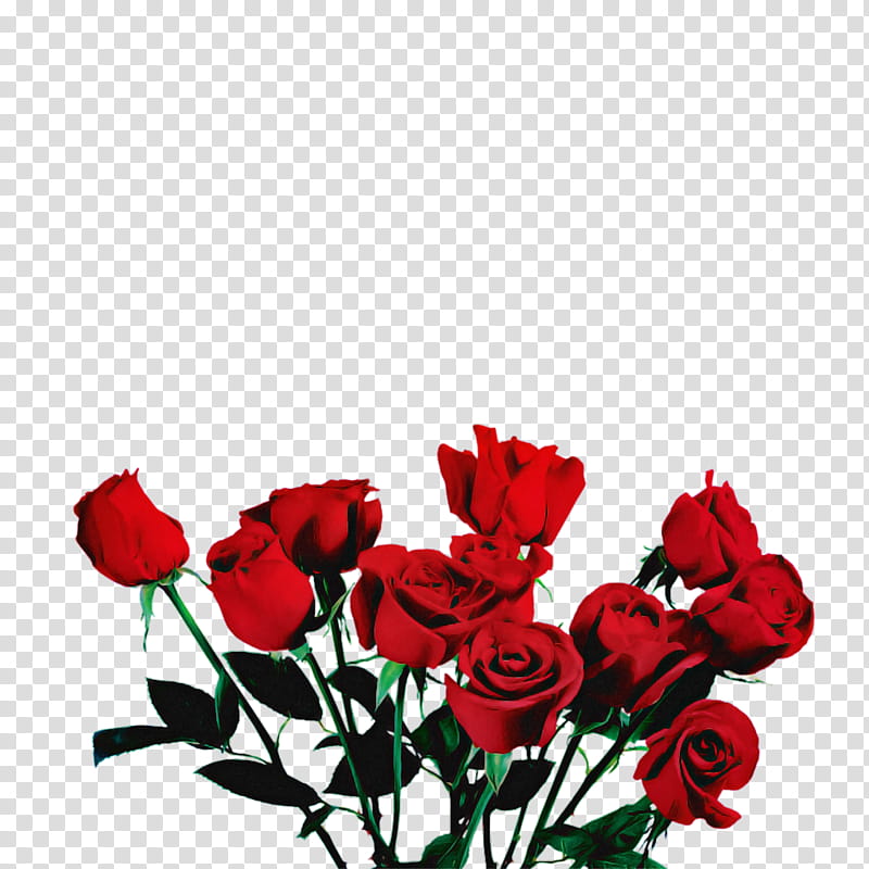 Garden roses, Red, Flower, Petal, Cut Flowers, Plant, Flowering Plant, Rose Family transparent background PNG clipart