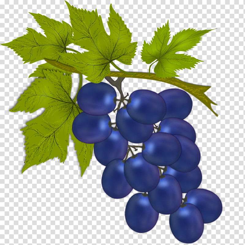 Contrasting Black Grape, purple grapes illustration transparent background PNG clipart