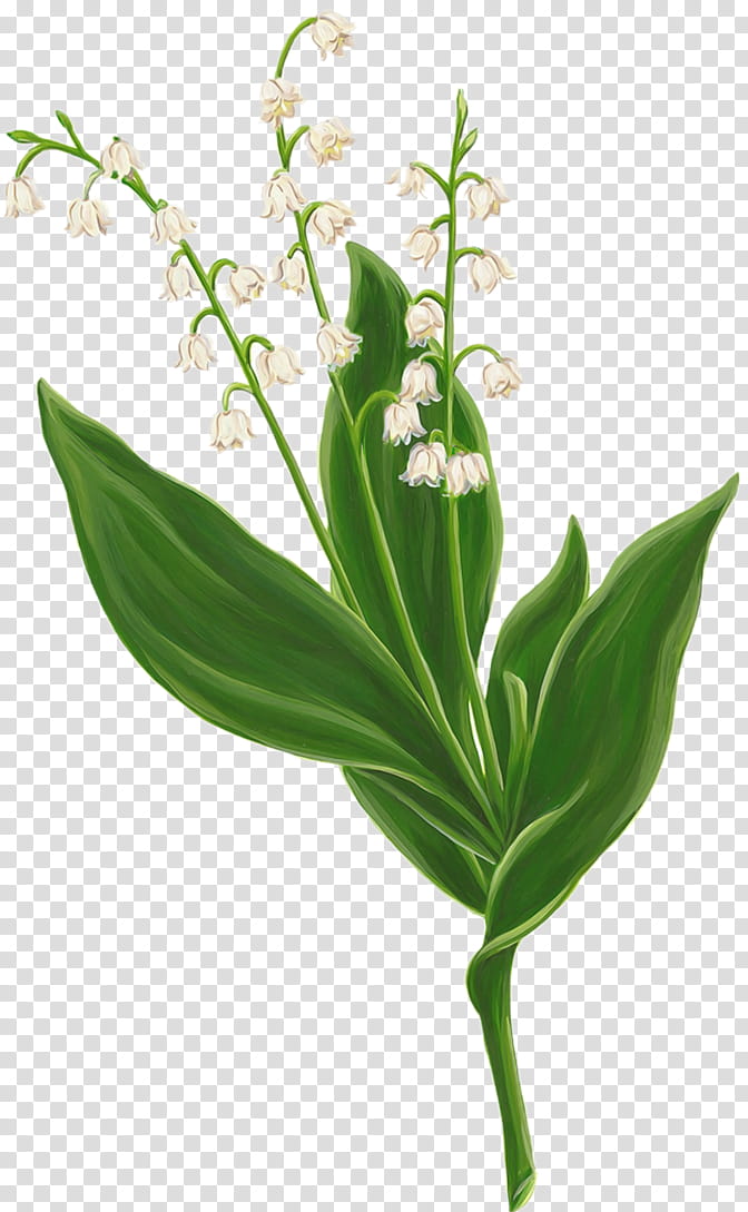 Lily Flower, Lily Of The Valley, Drawing, Lilies Of The Valley, Plant, Leaf, Cooktown Orchid, Plant Stem transparent background PNG clipart