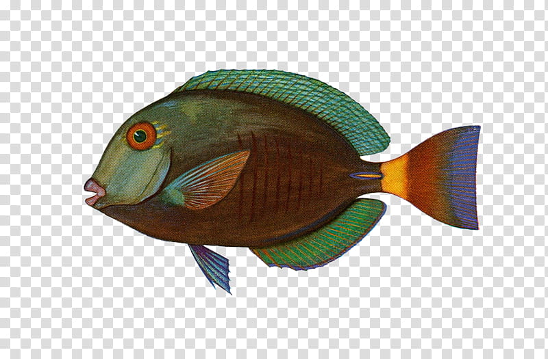 brown and green fish transparent background PNG clipart