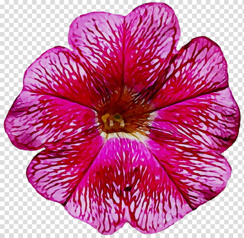 Pink Flower, Cranesbill, Annual Plant, Herbaceous Plant, Violet, Magenta, Plants, Violaceae transparent background PNG clipart