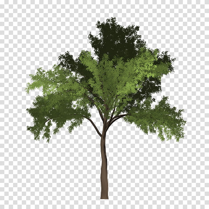 Black And White Flower, Black Locust, Tree, Painting, Plants, Northern Red Oak, Wood, Woody Plant transparent background PNG clipart