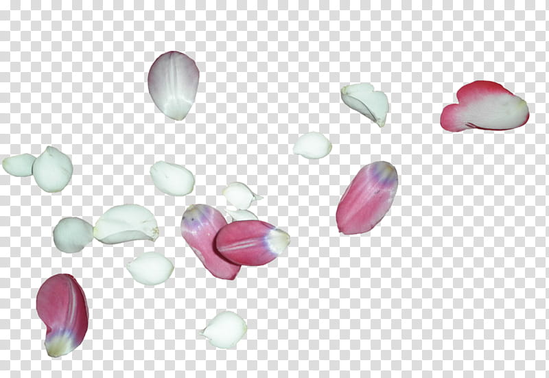 Petals White Rose And Pink Tulip transparent background PNG clipart