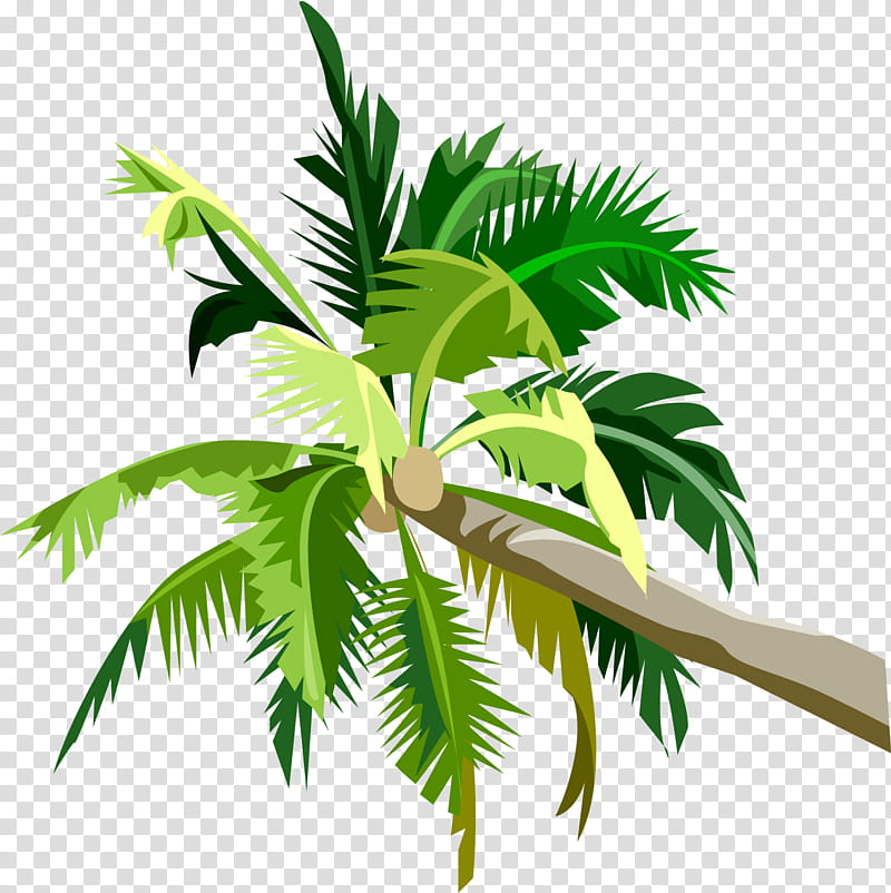 Coconut Tree, Palm Trees, Asian Palmyra Palm, Trachycarpus Fortunei, Livistona, Plant, Leaf, Arecales transparent background PNG clipart