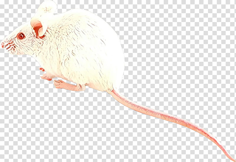 mouse cat toy rat muridae pest, Cartoon, Muroidea, Beige, Tail transparent background PNG clipart