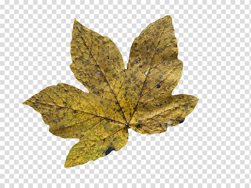 , brown maple leaf transparent background PNG clipart