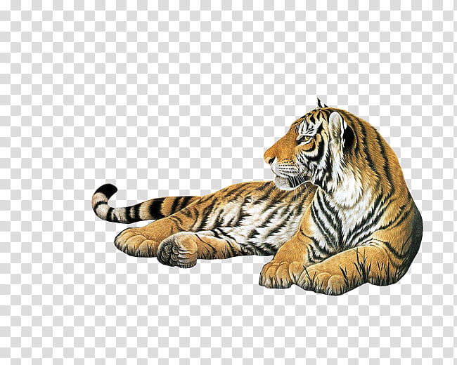 tiger s, orange and white tiger transparent background PNG clipart