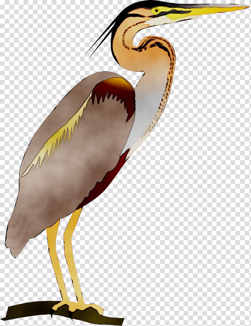 Crane Bird, Stork, Beak, Water Bird, Neck, Wing, Feather, Seabird transparent background PNG clipart
