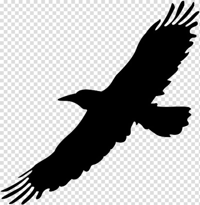 Bird Silhouette, Common Blackbird, Gulls, Great Blackbacked Gull, Crow, European Herring Gull, Redwinged Blackbird, Tricolored Blackbird transparent background PNG clipart