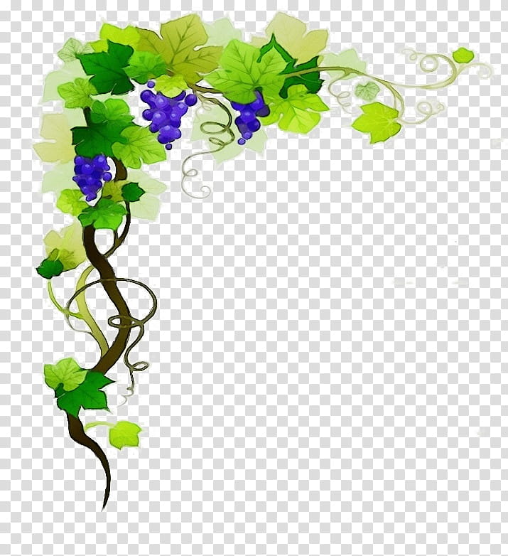 Flowers, Watercolor, Paint, Wet Ink, Grape, Wine, Common Grape Vine, Muscadine transparent background PNG clipart