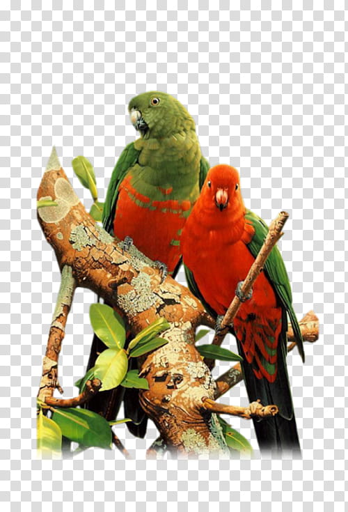 Bird Parrot, Budgerigar, Parakeet, Zebra Finch, Lovebird, Macaw, Animal, Diamond Firetail transparent background PNG clipart