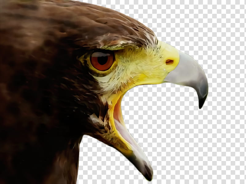 bird beak bird of prey eagle hawk, Watercolor, Paint, Wet Ink, Accipitridae, Golden Eagle, Bald Eagle transparent background PNG clipart