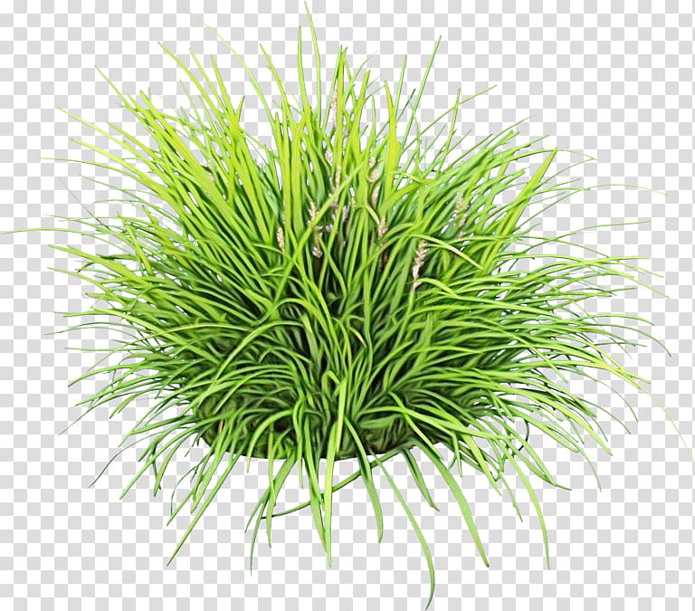 Watercolor Flower, Paint, Wet Ink, Sweet Grass, Vetiver, Commodity, Wheatgrass, Chrysopogon transparent background PNG clipart