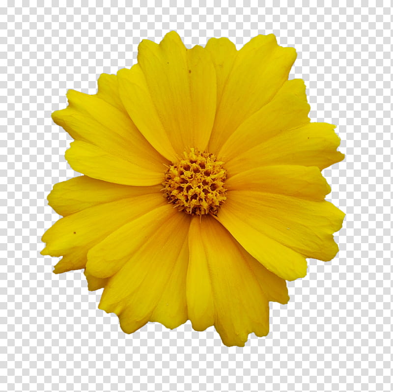 Yellow Flowers, yellow coreopsis flower in bloom transparent background PNG clipart