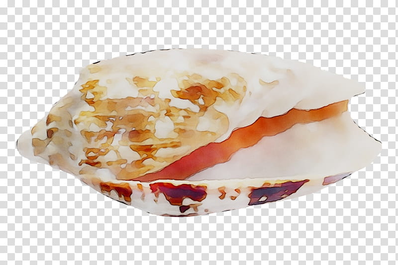 Beach, Cockle, Seashell, Wind Wave, Shore, Veneroida, Snail, Conch transparent background PNG clipart