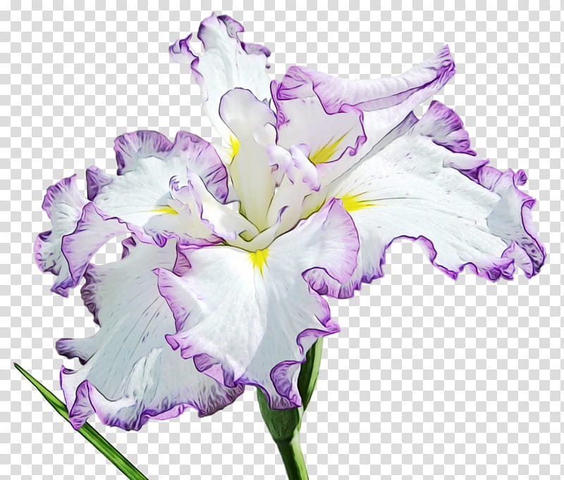 Lavender, Watercolor, Paint, Wet Ink, Flower, Flowering Plant, Purple, Petal transparent background PNG clipart