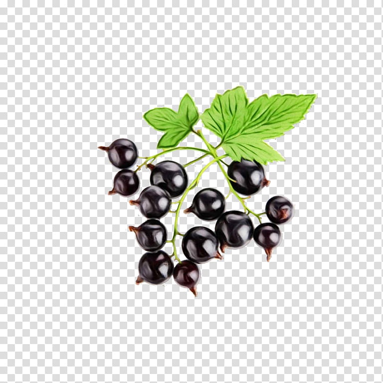 Mango Tree, Blackcurrant, Berries, Dried Fruit, Food, Zante Currant, Juice, Redcurrant transparent background PNG clipart