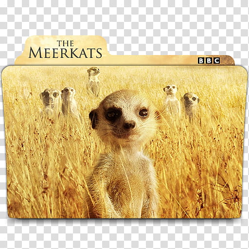 Movie folder icons NO  BBC Series , The Meerkats transparent background PNG clipart