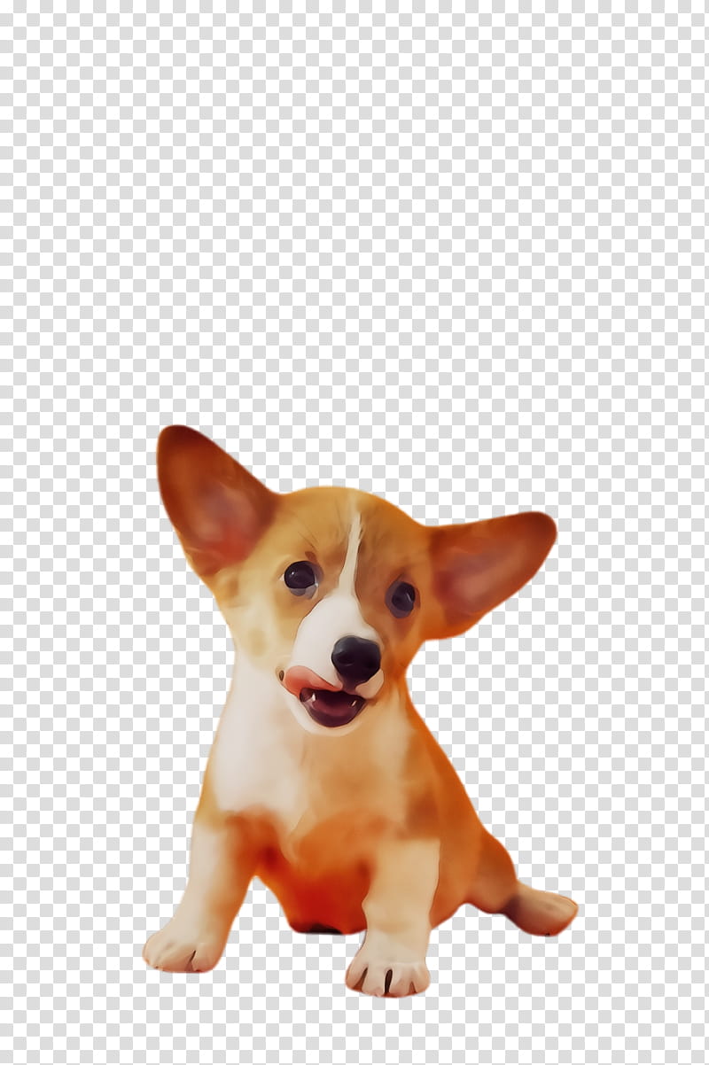 dog dog breed welsh corgi pembroke welsh corgi cardigan welsh corgi, Watercolor, Paint, Wet Ink, Puppy transparent background PNG clipart