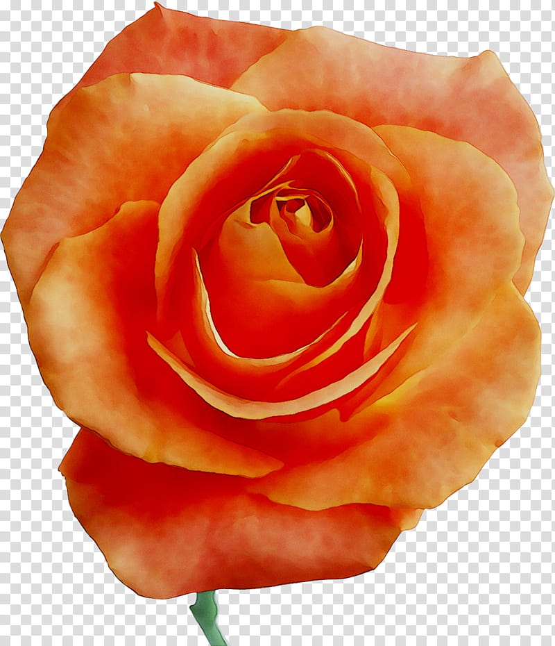 Pink Flower, Garden Roses, Cabbage Rose, Floribunda, Petal, Cut Flowers, Orange, Hybrid Tea Rose transparent background PNG clipart