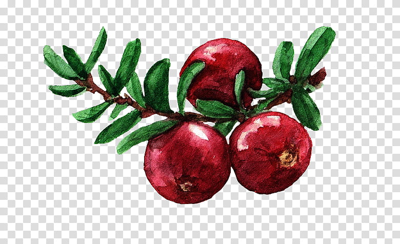 Christmas Resource , three red fruits plant art transparent background PNG clipart