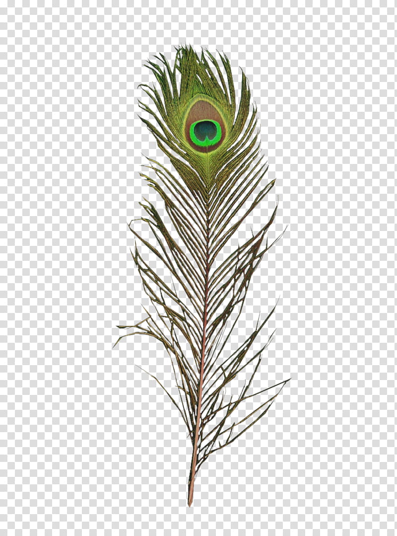 green peacock feather transparent background PNG clipart