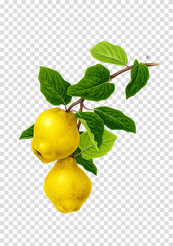 , yellow pears transparent background PNG clipart