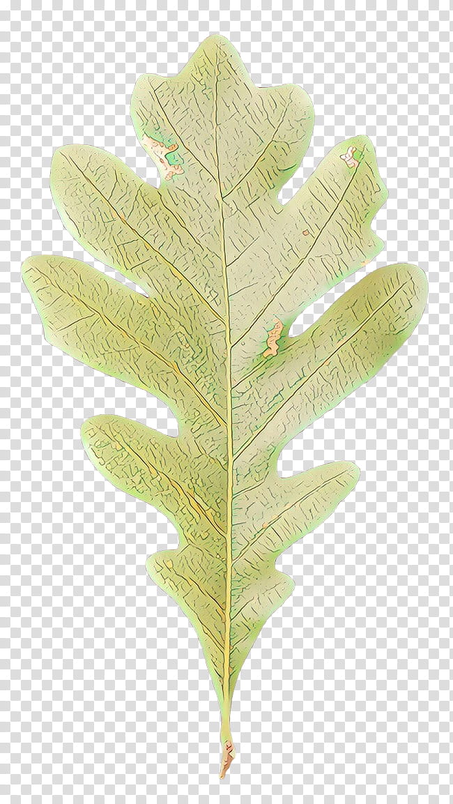 Oak Tree Leaf, White Oak, Northern Red Oak, Swamp White Oak, English Oak, Swamp Spanish Oak, Bur Oak, Acorn transparent background PNG clipart