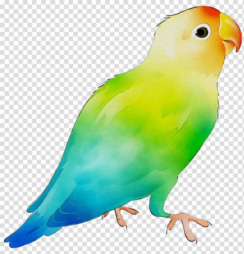 Bird Parrot, Drawing, Cartoon, Macaw, Beak, Parakeet, Budgie, Lovebird transparent background PNG clipart