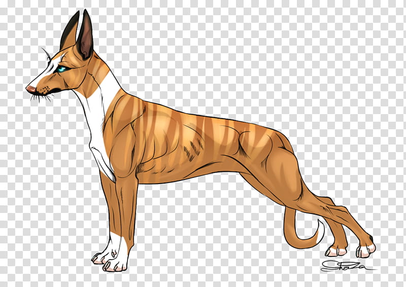 Dog, Whippet, Pharaoh Hound, Italian Greyhound, Azawakh, Spanish Greyhound, Ibizan Hound, Longdog transparent background PNG clipart