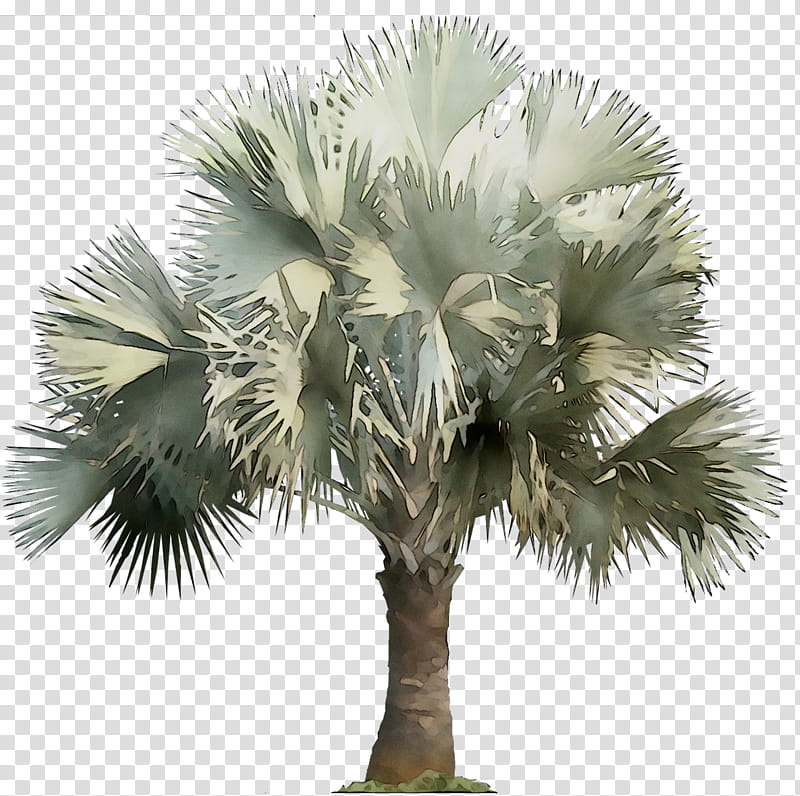 Palm Tree, Asian Palmyra Palm, Date Palm, Palm Trees, Borassus, Sabal Palmetto, Arecales, Plant transparent background PNG clipart