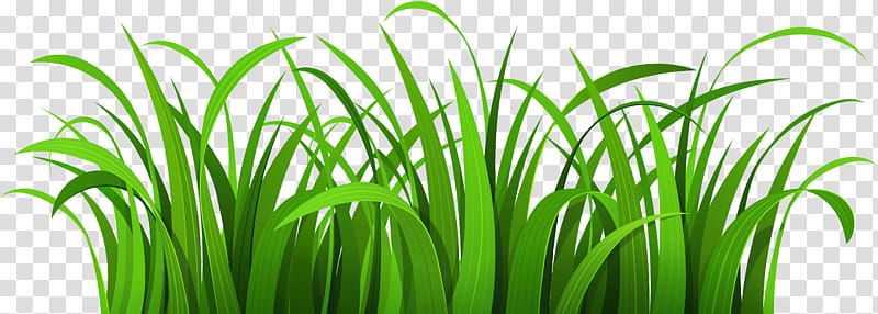 Green Grass, Lawn, Document, Silhouette, Presentation, Plant, Vegetation, Terrestrial Plant transparent background PNG clipart
