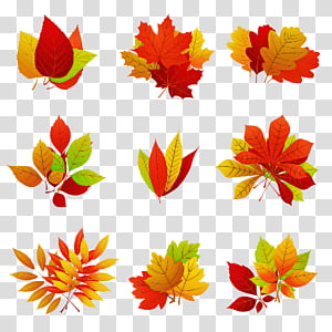 leaf plant flower petal transparent background PNG clipart thumbnail