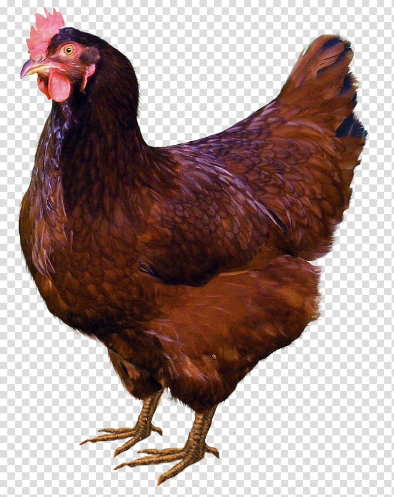brown hen transparent background PNG clipart