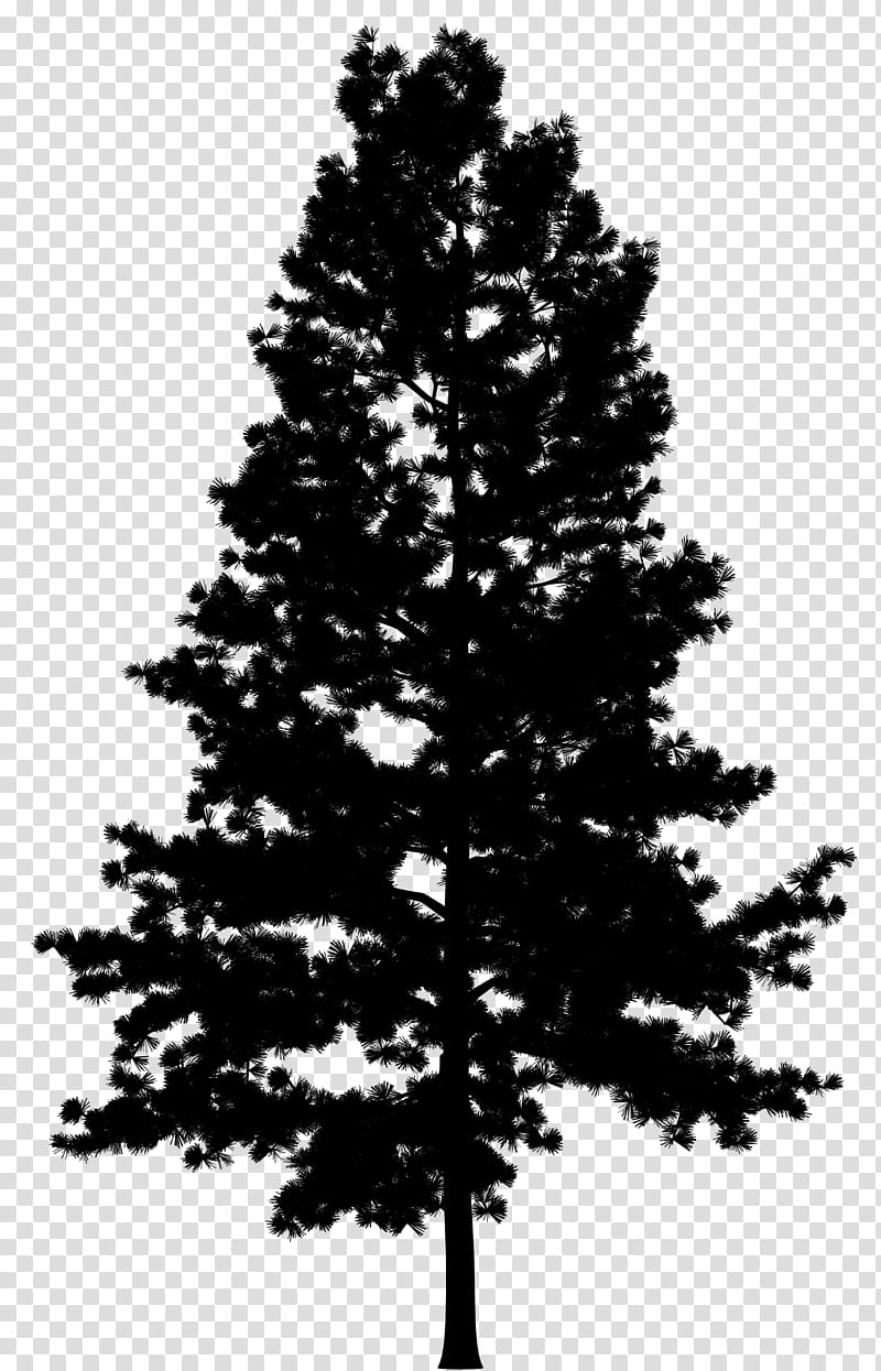 Christmas Black And White, Pine, Tree, Drawing, Fir, Branch, Spruce, Christmas Tree transparent background PNG clipart