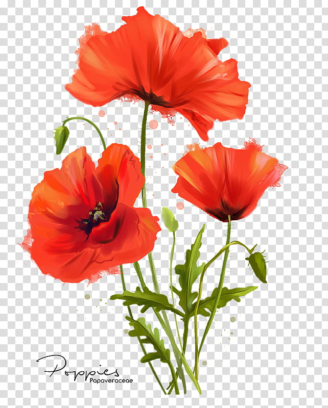 Watercolor Flower, Poppy, Common Poppy, Painting, Watercolor Painting, Drawing, Floral Design, Opium Poppy transparent background PNG clipart