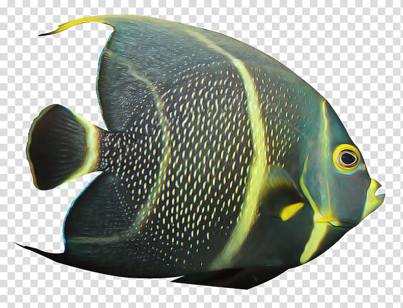 fish fish pomacanthidae pomacentridae holacanthus, Butterflyfish, Bonyfish, Marine Biology, Rayfinned Fish transparent background PNG clipart