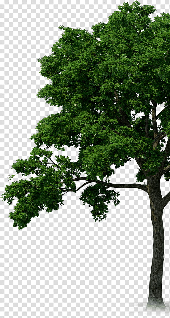 rainforest trees background clipart