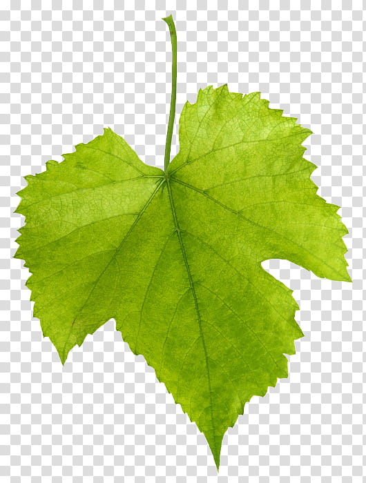 Leaves, green maple leaf transparent background PNG clipart