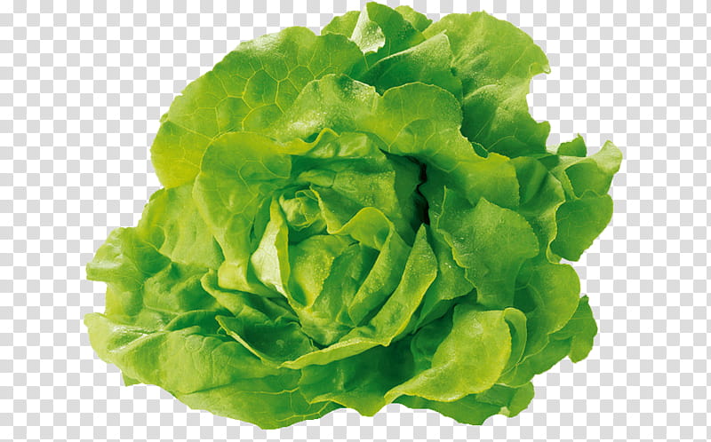Green Leaf, Caesar Salad, Lettuce Sandwich, Romaine Lettuce, BLT, Vegetable, Greens, Iceberg Lettuce transparent background PNG clipart
