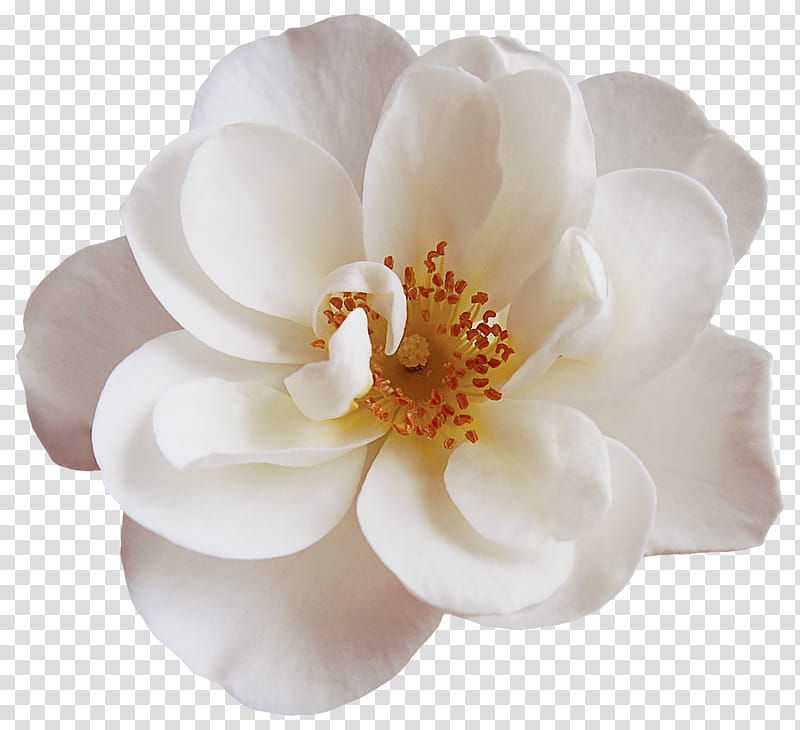 Magnolia Flower, White, News, Painting, Petal, Bergamo, Province Of Bergamo, Plant transparent background PNG clipart