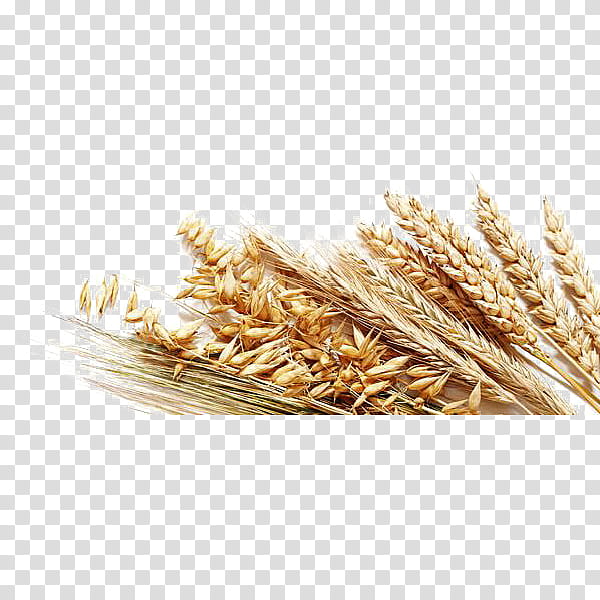 Drawing Of Family, Wheat, Cereal, Logo, Grain, Barley, Oat, Triticale transparent background PNG clipart