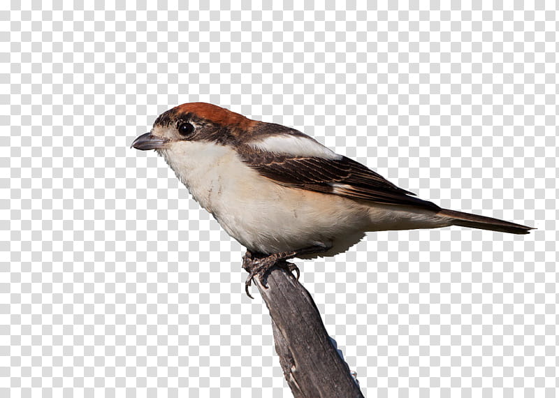 Swallow Bird, House Sparrow, Finches, American Sparrows, Beak, Feather, Perching Bird, Emberizidae transparent background PNG clipart
