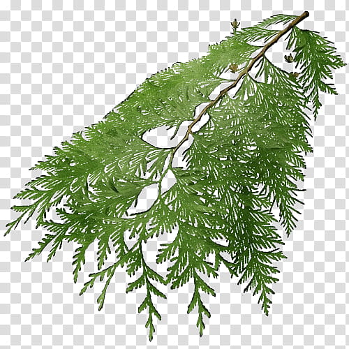 Black And White Flower, Fir, Eastern Hemlock, Cedar, Spruce, Leaf, Juniper, Tree transparent background PNG clipart