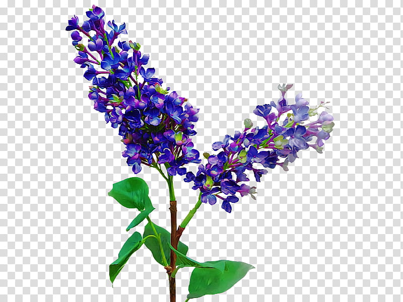 Lavender, Flower, Purple, Plant, Violet, Lilac, Buddleia, Delphinium transparent background PNG clipart