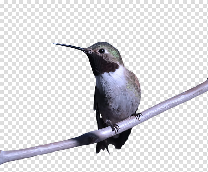 Hummingbird, Beak, Rufous Hummingbird, Rubythroated Hummingbird transparent background PNG clipart