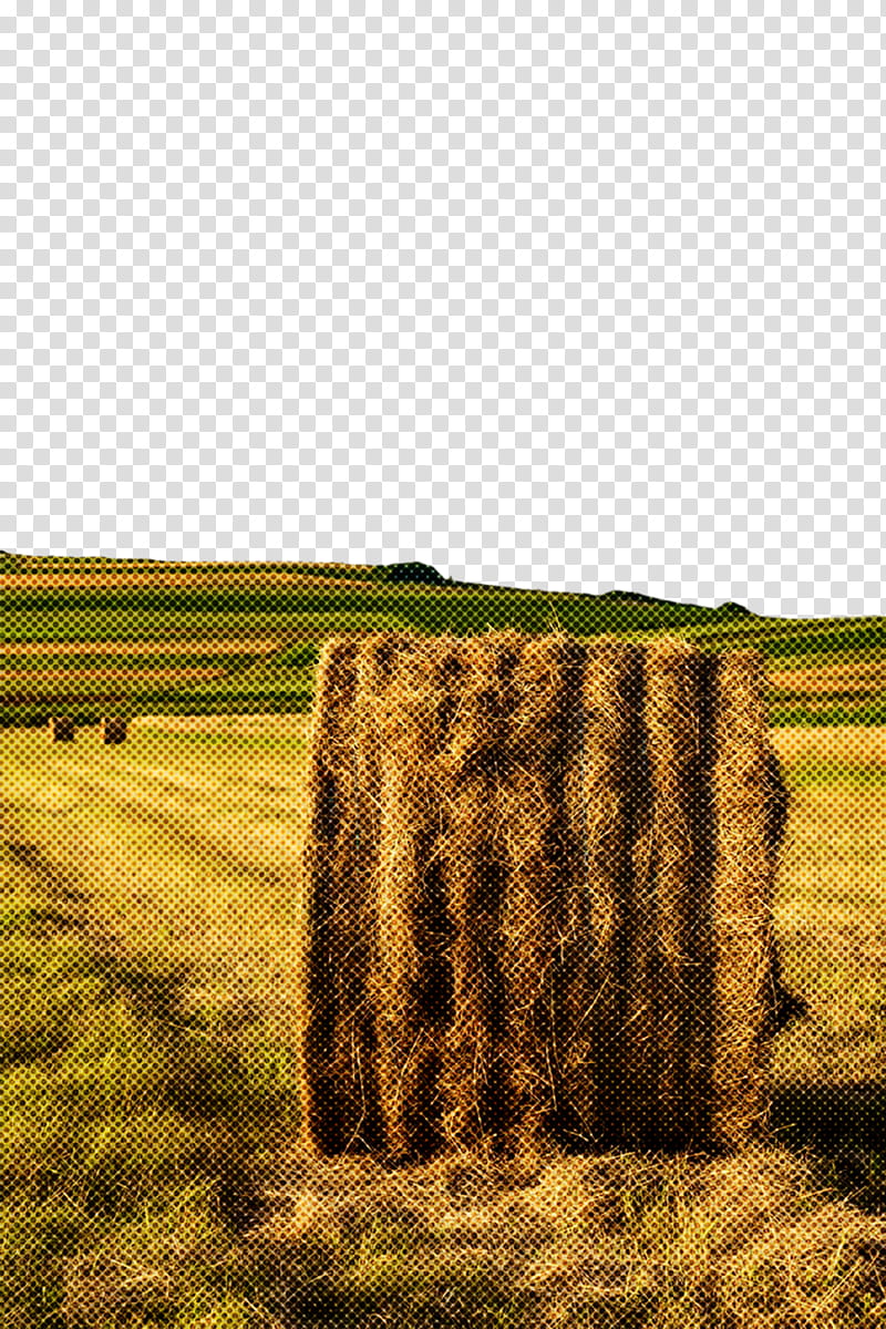 field hay grass straw grassland, Field, Grass Family, Agriculture, Plain, Plant, Rural Area transparent background PNG clipart