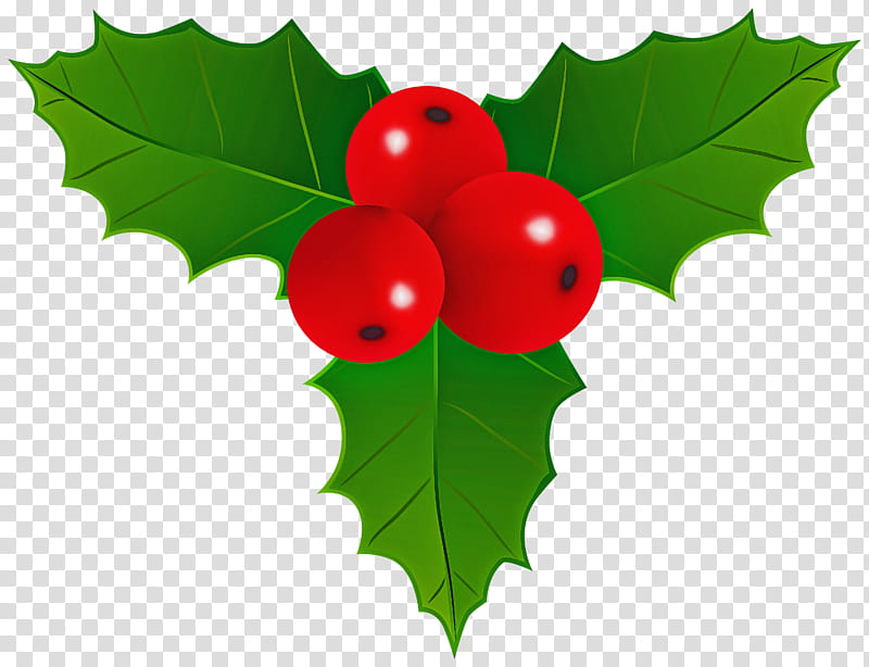 Holly, Leaf, Plant, Tree, Flower, American Holly, Woody Plant, Branch transparent background PNG clipart