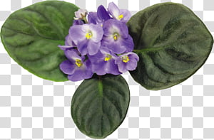 Violets set transparent background PNG clipart thumbnail